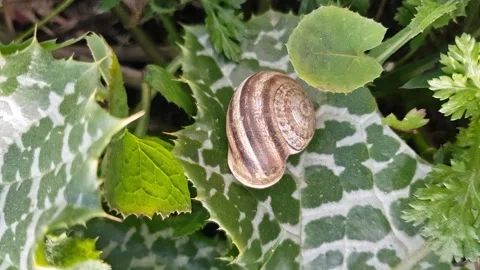 Mediterranean garden snail shell (Eobania vermiculata) resting on a vibrant leaf Stock Footage 320853054
