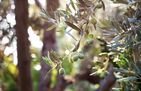 Mediterranean gold; olives on its tree branch Stock Photos