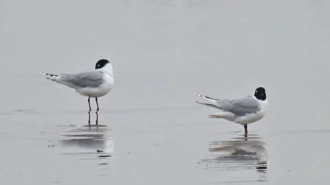 Mediterranean Gull Pair Standing in Shallow Water with Reflection on Beach Video stock 330517633
