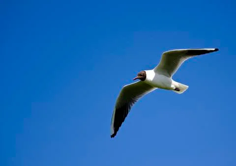 Mediterranean gull Stock Photos