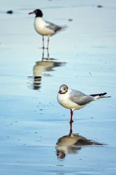 Mediterranean gull Stock Photos