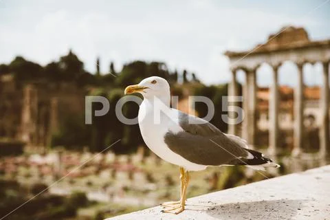 Mediterranean gull seating on stones of Roman forum in Rome, Italy Stock Photos