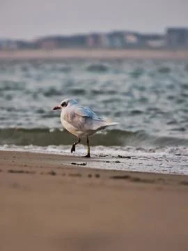 Mediterranean Gull Strolling Stock Photos