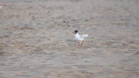 A Mediterranean gull walking on a sandy beach in slow motion, filmed from a.. Stock-Footage 319737984