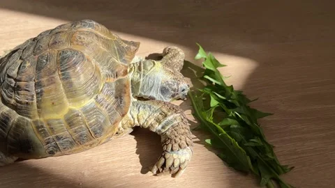The Mediterranean land turtle eats green dandelions Stock-Footage 195514032