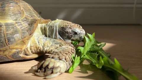 The Mediterranean land turtle eats green dandelions Stock-Footage 195886158