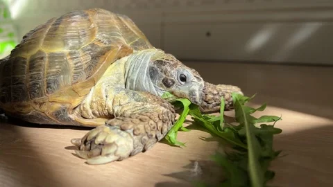 The Mediterranean land turtle eats green dandelions Stock Footage 196155922