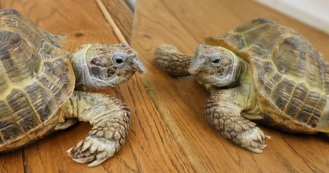 Mediterranean land turtle pet communicates with its reflection in the mirror. Stock-Footage 129522893
