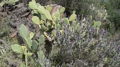 Mediterranean landscape Stock Footage 151154596