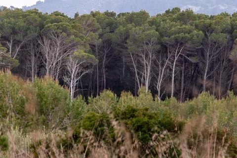 Mediterranean landscape with pine tree forest seen through grass in evening Фото