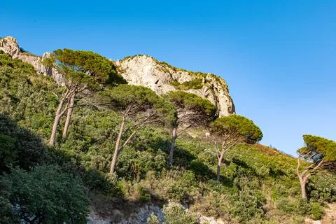 Mediterranean landscape with trees Stock Photos