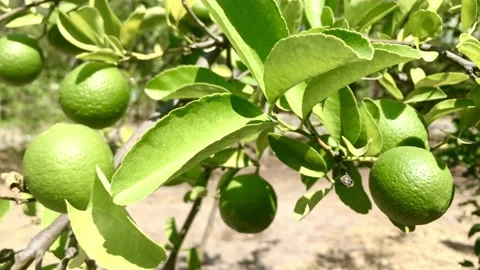 A Mediterranean lemon tree Stock Footage 137853650