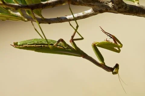Mediterranean mantis hanging upside down - Iris oratoria Stock-Fotos
