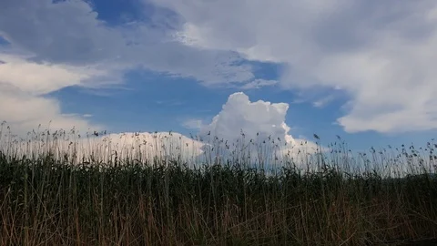 Mediterranean Marshes in the Spring Stock Footage 77054185