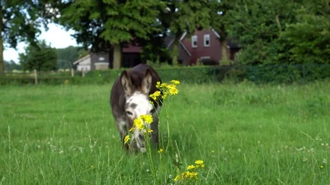 Mediterranean mini donkey eating grass (4k) Video stock 78368813