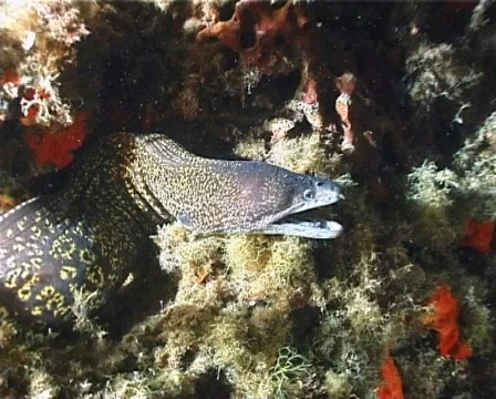 Mediterranean Moray 21 – PAL Stock Footage