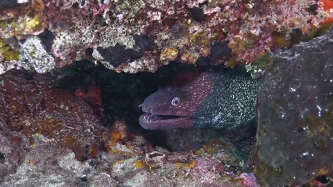 Mediterranean Moray Eel in Reef Crevice Close Up Stock Footage 334831364