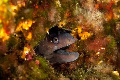 The Mediterranean moray, sometimes also called Roman eel, Muraena helena Stock Photos