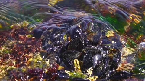 Mediterranean Mussel Stock Footage 150274640