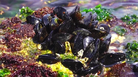 Mediterranean Mussel Stock Footage 150404103