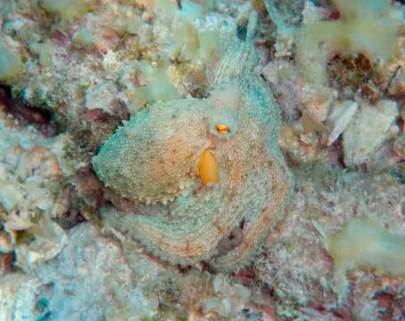 Mediterranean octopus Stock Photos