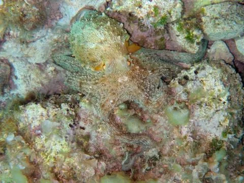 Mediterranean octopus Stock Photos