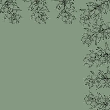 Mediterranean Olive Branch Square Frame Border with Botanical Outline Vintage Stock Illustration