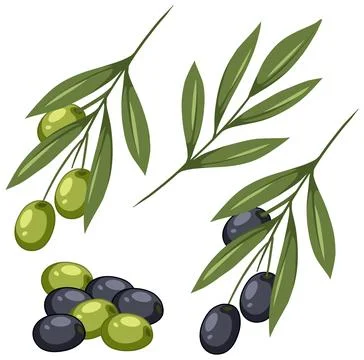Mediterranean Olive Branches and Fruit Vector Illustration Set イラスト素材