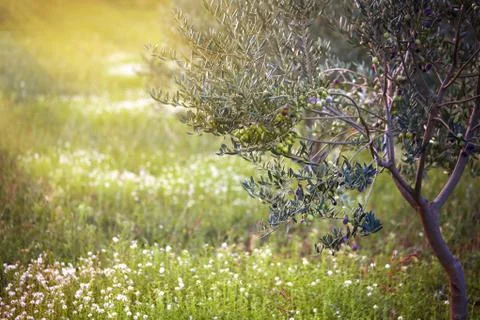 Mediterranean olive field. Olive tree in orchard, Olive harvest Stock Photos
