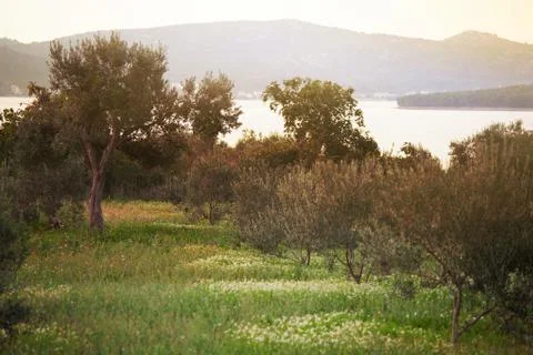 Mediterranean olive field. Olive tree in orchard, Olive harvest Stock Photos