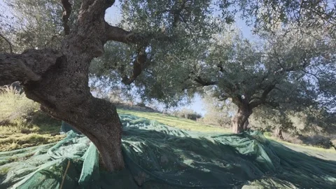 Mediterranean olive grove collection using nets on sloped rural landscape 스톡 동영상 328077992