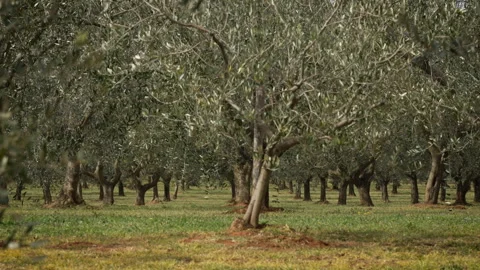 Mediterranean Olive Grove in Daylight Stock Footage 332128170