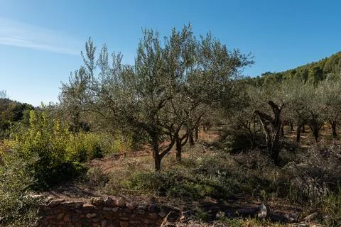 Mediterranean Olive Groves: Aligned Fields in Traditional Agriculture Stock Photos