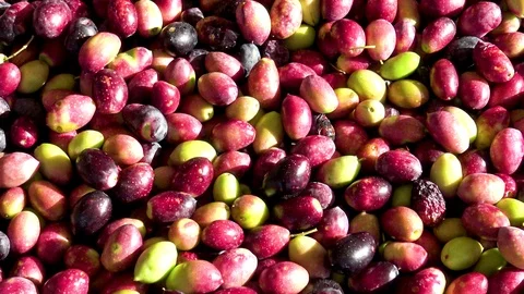 Mediterranean olive harvesting. Stock Footage 121237449