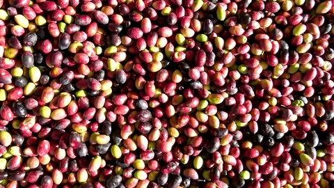 Mediterranean olive harvesting. Stock Footage 121237497