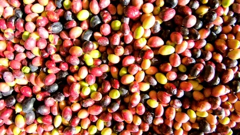 Mediterranean olive harvesting. Stock Footage 122039761