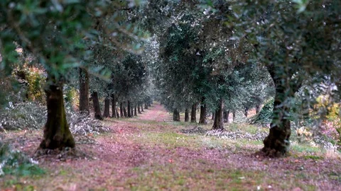 Mediterranean olive tree. Perspective bottom view. Stock Footage 95804842