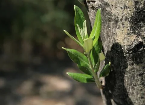 Mediterranean olive tree sprout Stock Photos