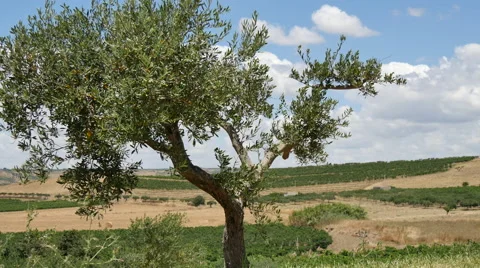 Mediterranean olive tree windy day 4k Stock Footage 40420113