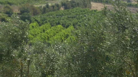 Mediterranean Olive Trees and Vineyard 4K 2 Stock Footage 41882950