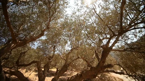 Mediterranean Olive Trees Stock Footage 29664467