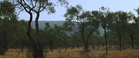 Mediterranean Olive Trees Stock Footage 160113412