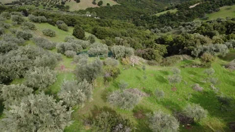 Mediterranean olive trees on steep slope during harvest Stock Footage 344094949