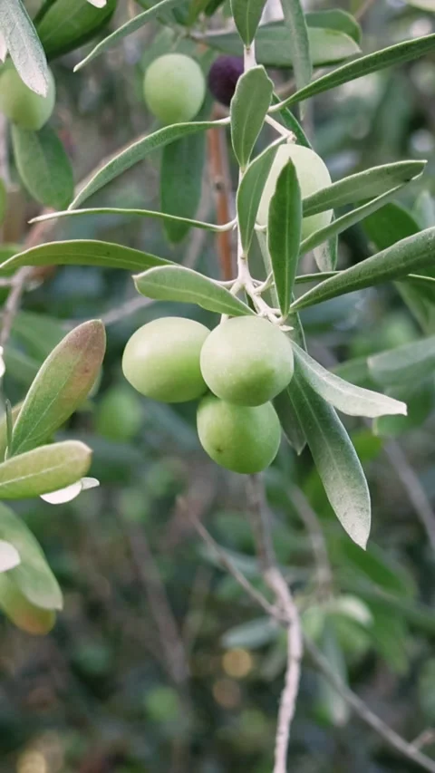 Mediterranean Organic Olives On Its Tree Branch Stock Footage 251912907