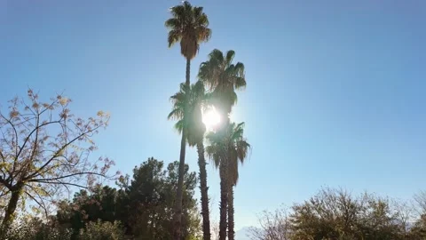 Mediterranean Palm Trees Bright Sun Lens Flare Blue Sky Video stock 336266894