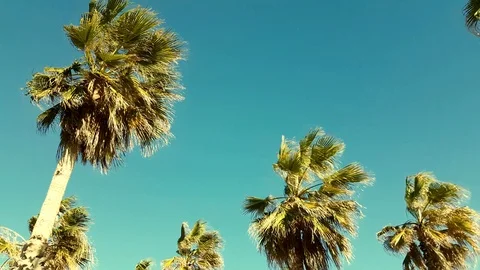 Mediterranean Palm Trees Stock Footage 98229744