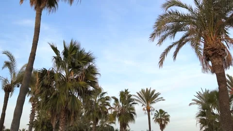 Mediterranean palm trees Stock Footage 261672478