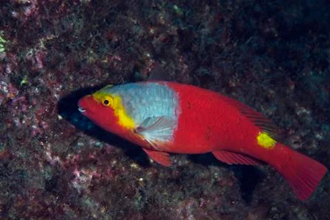 Mediterranean parrotfish 스톡 사진