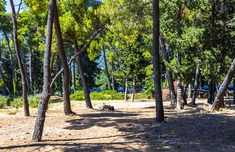 Mediterranean Pine Forest Beach Coast Scenic Nature Landscape Bar Montenegro. Stock Photos