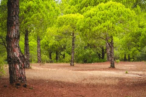 Mediterranean pine forest with dry ground showing summer drought conditions.. Stock-Fotos